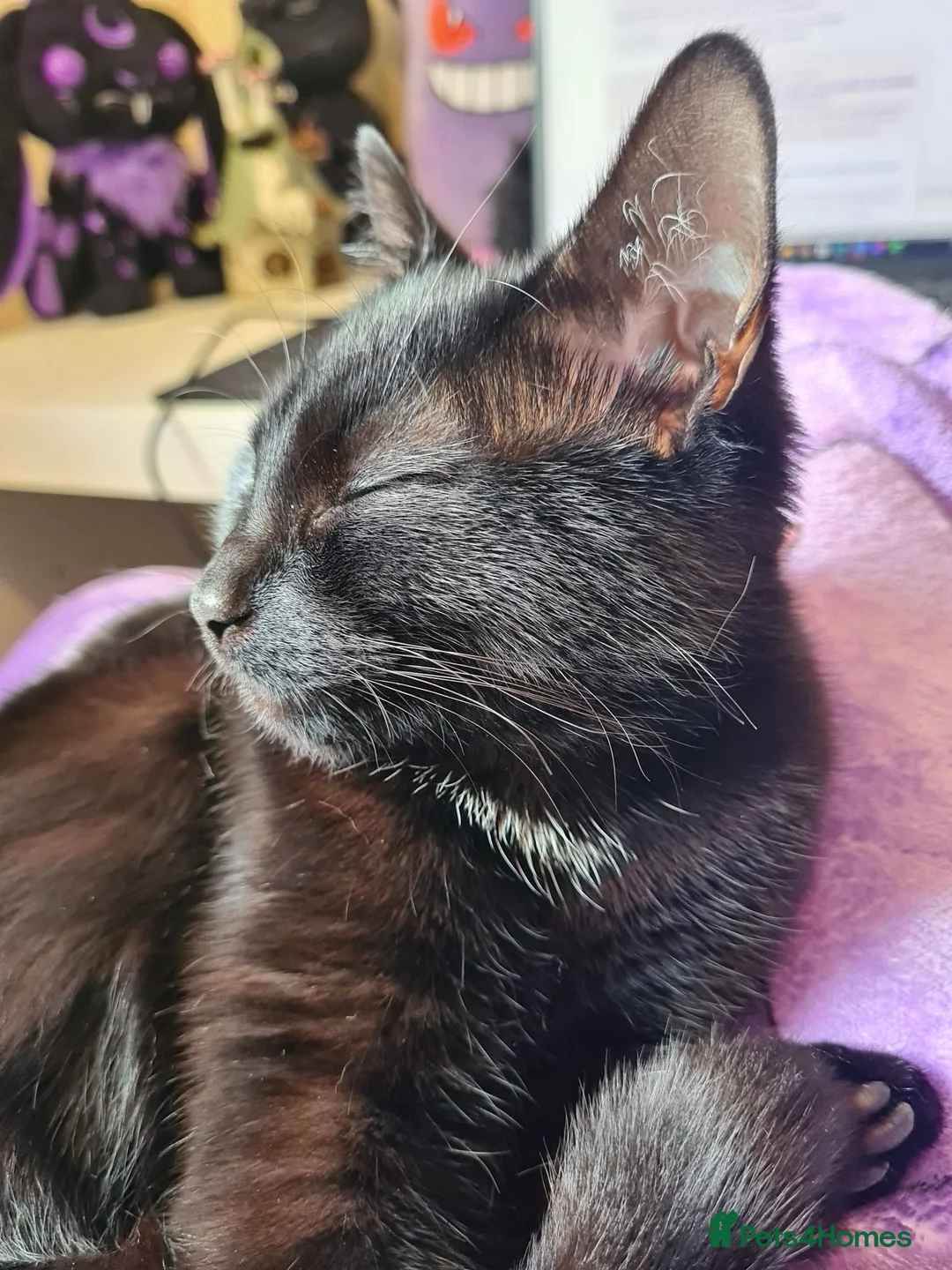 Domestic Shorthair cats for adoption: RESERVED Olive, 8 month old female - Advert 2