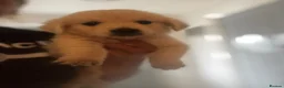Golden Retriever dogs for sale: 9 exceptional Golden retriever  - Advert 1