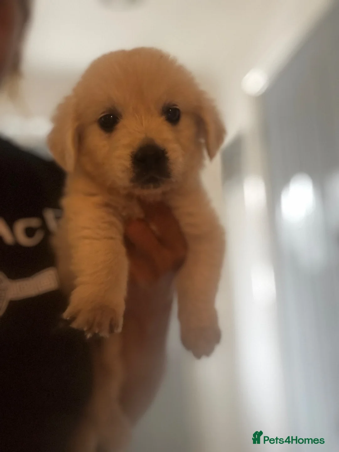 Golden Retriever dogs for sale: 9 exceptional Golden retriever  - Advert 1