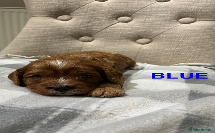 Cavapoo dogs Cavapoo puppies - Advert 13