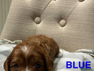 Cavapoo dogs Cavapoo puppies - Advert 4