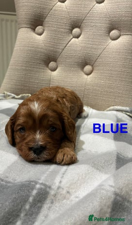 Cavapoo dogs Cavapoo puppies - Advert 13