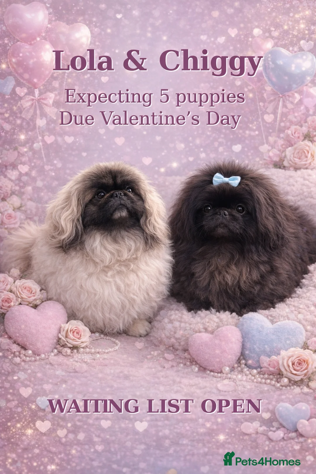 Pekingese dogs for sale: Super Rare Pekingese  - Advert 2