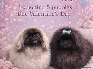Pekingese dogs Super Rare Pekingese - Advert 1
