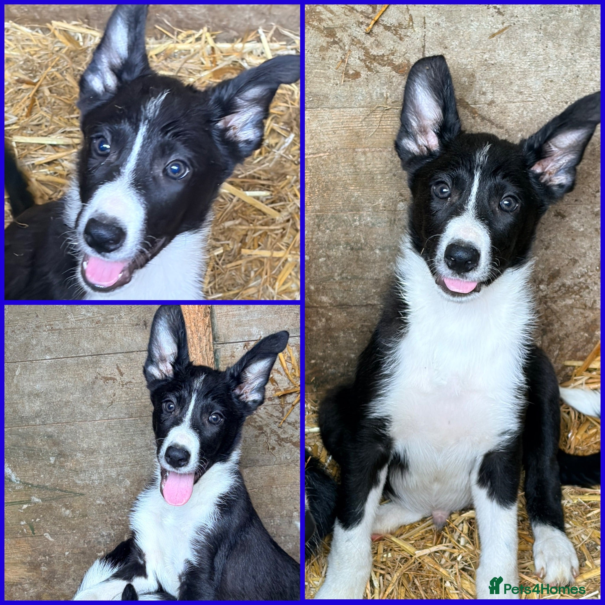 Border Collie dogs Only 1 beautiful border collie left  - Advert 1