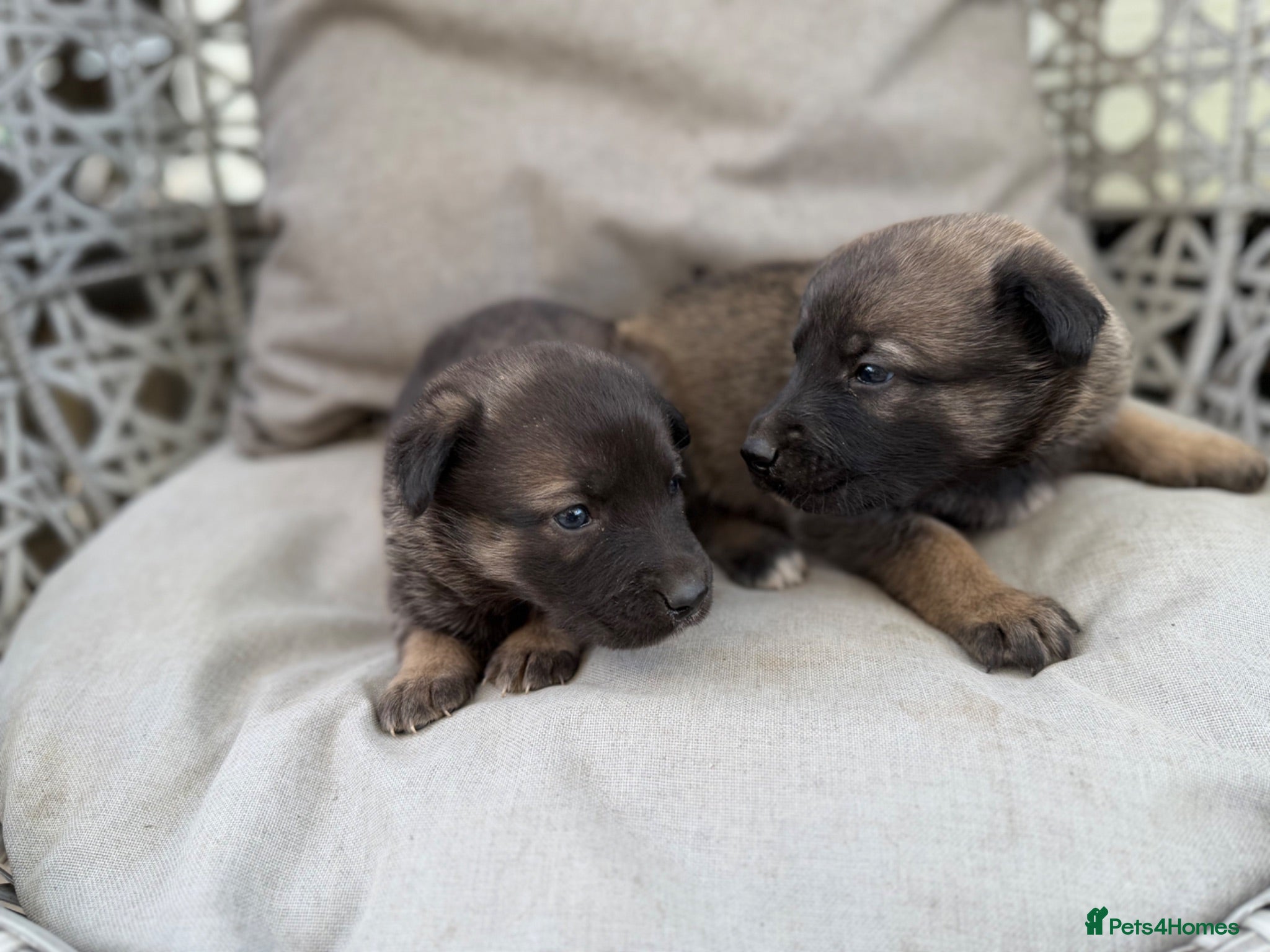 Mixed Breed dogs Caucasian cross German shepherd puppies  - Advert 4