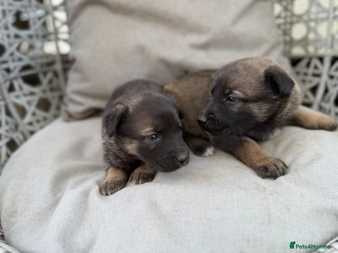 Mixed Breed dogs for sale: Caucasian cross German shepherd puppies  - Advert 5