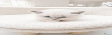 Ragdoll Kitten 3