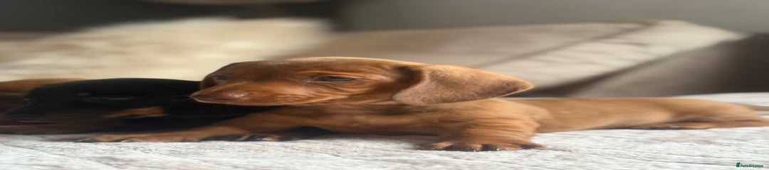 Miniature Dachshund Puppy 1