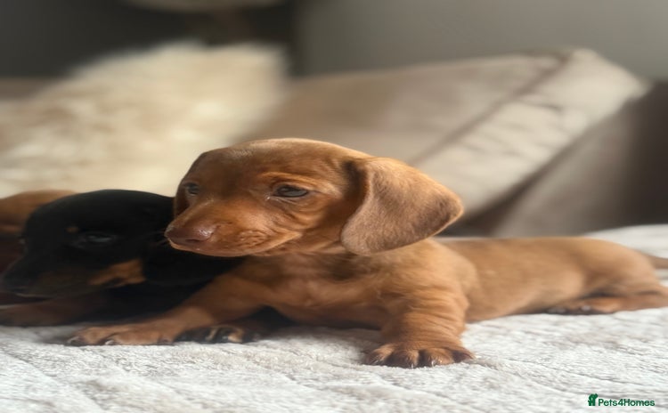 Miniature Dachshund dogs - Advert 11