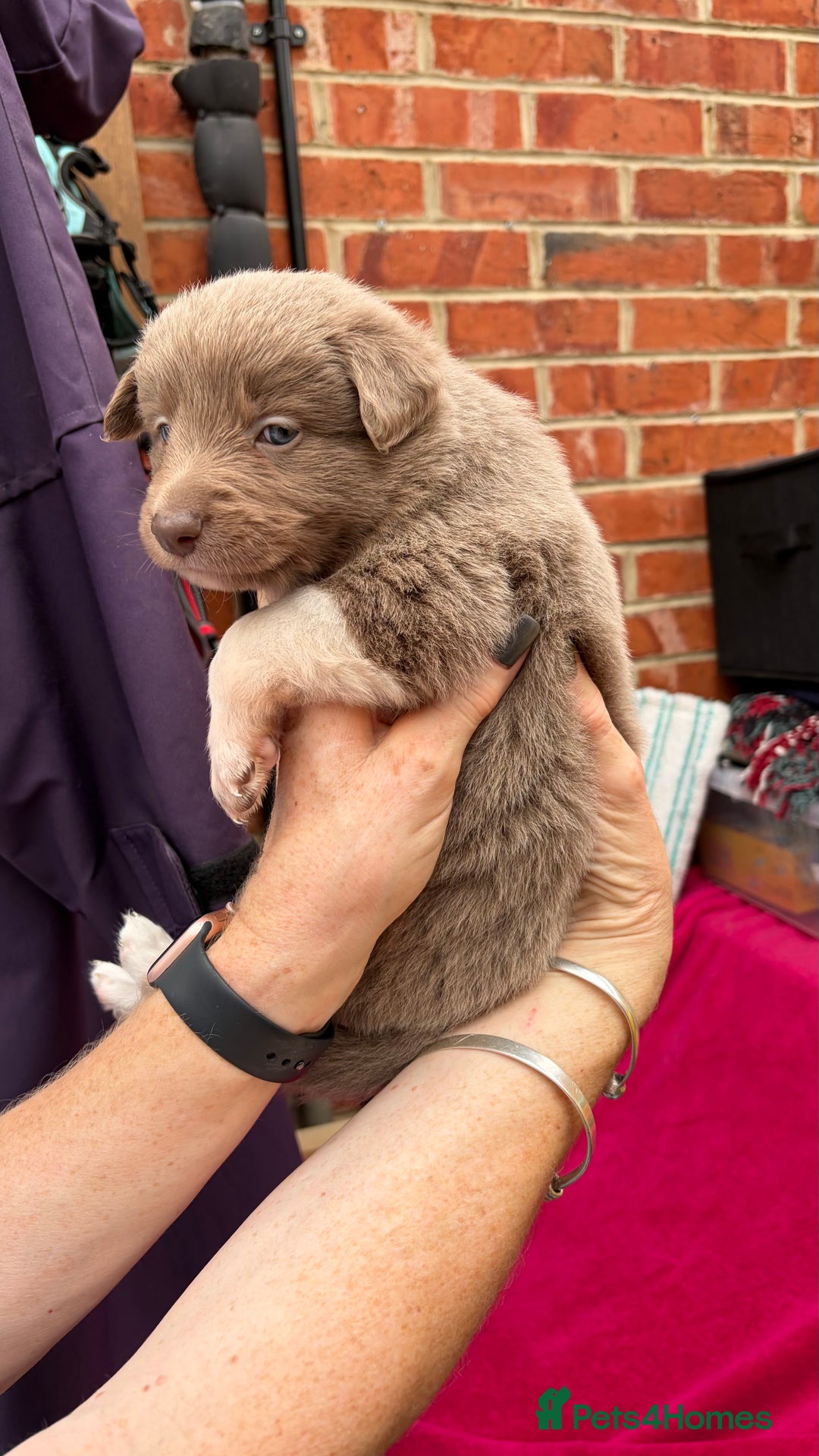 Border Collie dogs for sale: 6.5 weeks old collie puppies for sale  - Image 10