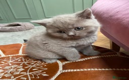 British Shorthair cats for sale: British Shorthair Kittens For Sale - Advert 4