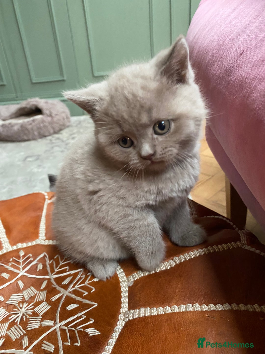 British Shorthair cats for sale: British Shorthair Kittens For Sale - Advert 4
