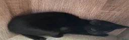 Mixed Breed cats for sale: Beautiful kittens for sale  - Advert 27
