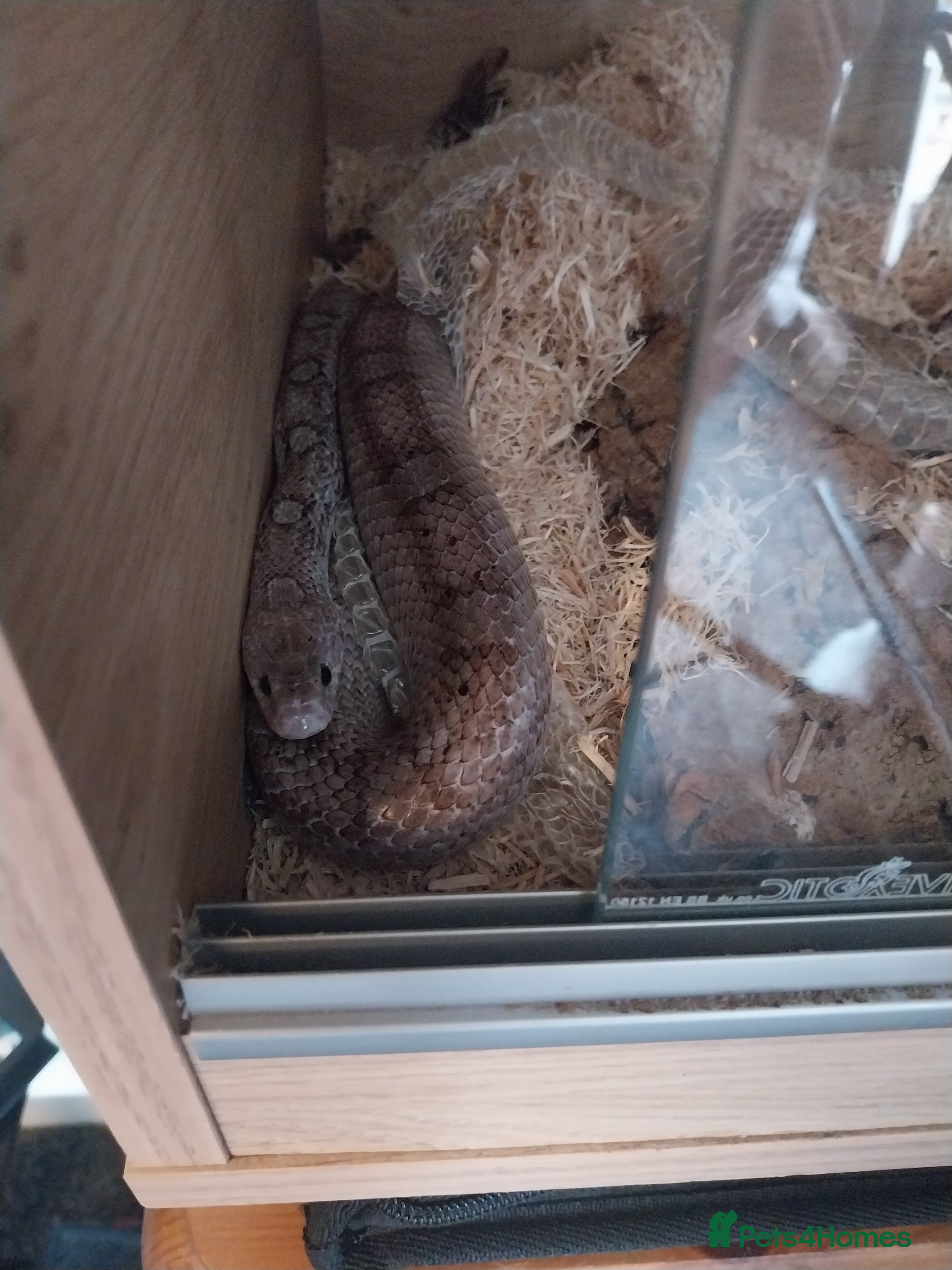 Corn Snake reptiles Grey Corn Snake and set up for sale - Advert 2