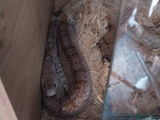 Corn Snake reptiles Grey Corn Snake and set up for sale - Advert 1