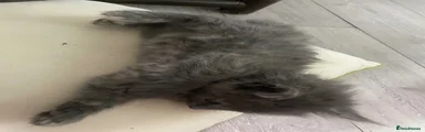 Maine Coon Kitten 5