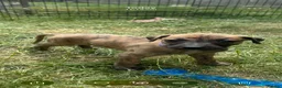 Mixed Breed dogs for sale: Lurcher pups for sale in Banbury - Advert 7