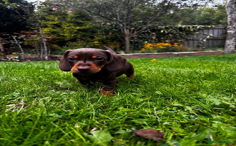 Miniature Dachshund dogs - Advert 3