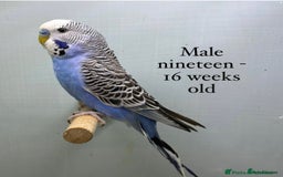 Budgerigars birds for sale: Beautiful baby budgies  - Image 8