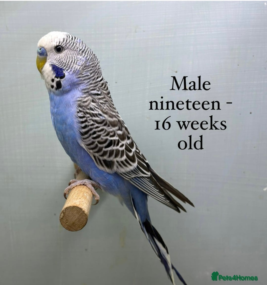 Budgerigars birds for sale: Beautiful baby budgies  - Image 8