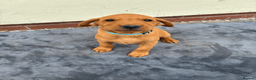 Labrador Retriever dogs for sale: Fiorella Fantastica's Fox Red Puppies - Advert 4