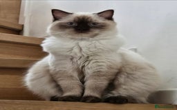 Ragdoll cats for sale: Ragdoll x Persian kittens  - Image 3