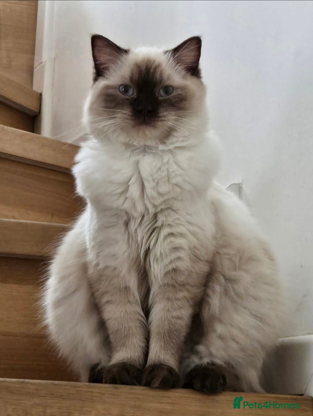 Ragdoll cats for sale: Ragdoll x Persian kittens  - Image 3