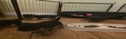Border Terrier dogs for sale: Border terrier puppies  - Advert 5