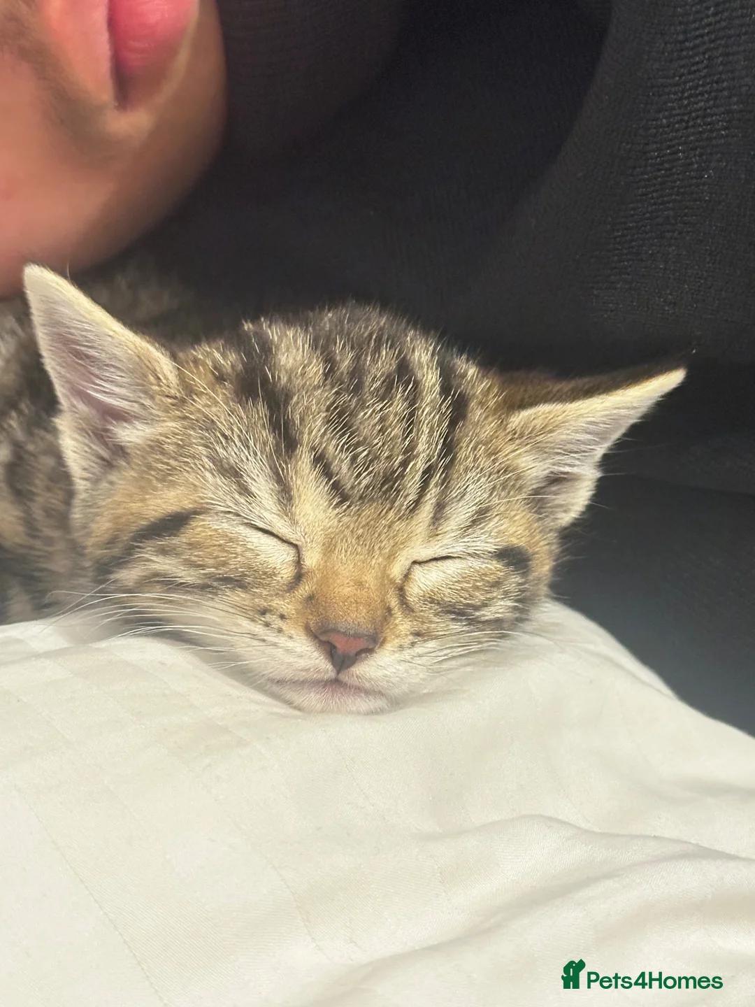 Domestic Shorthair cats for sale: Cats that need to be taken home asap in London - Advert 2