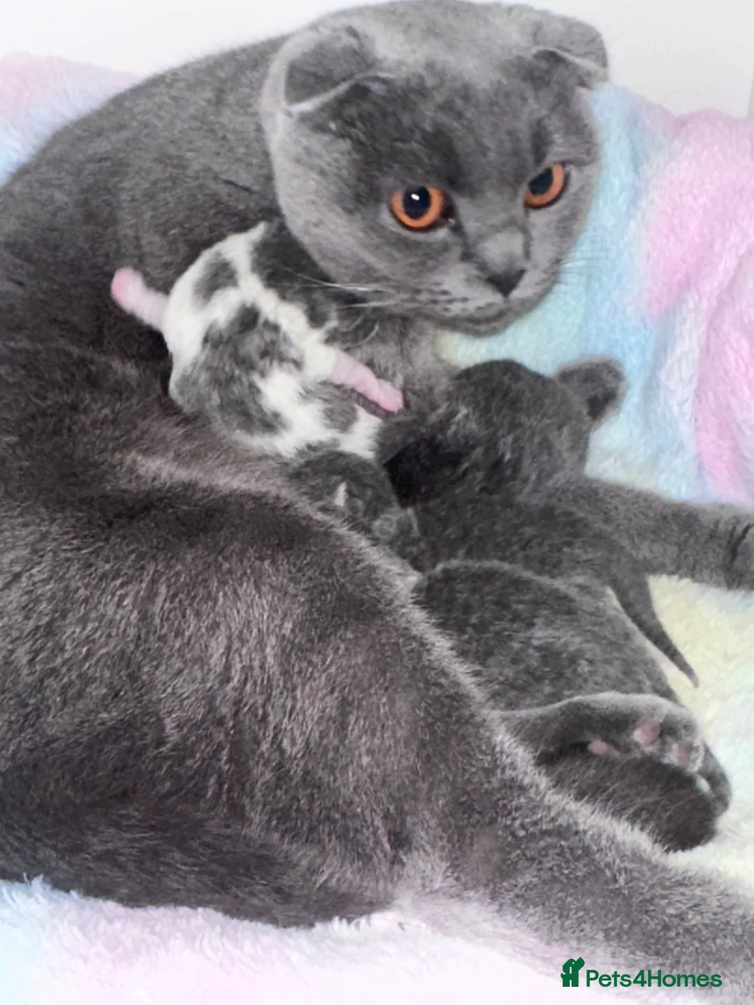 Mixed Breed cats for sale: kitten - Advert 2