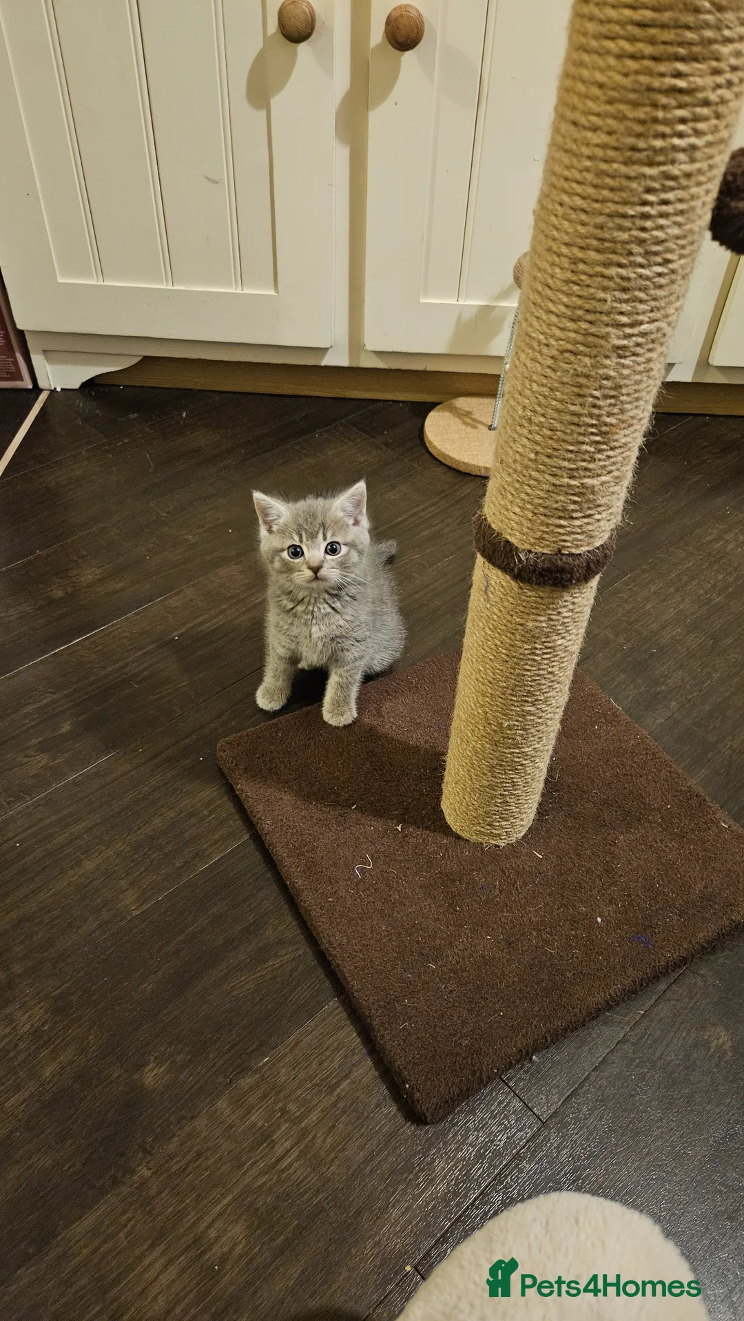 Mixed Breed cats for sale: Ragdoll cross British shorthair boy kitten - Advert 2