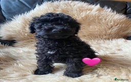 Miniature Poodle dogs for sale: Last little girl miniture poodle,ready now. - Image 11