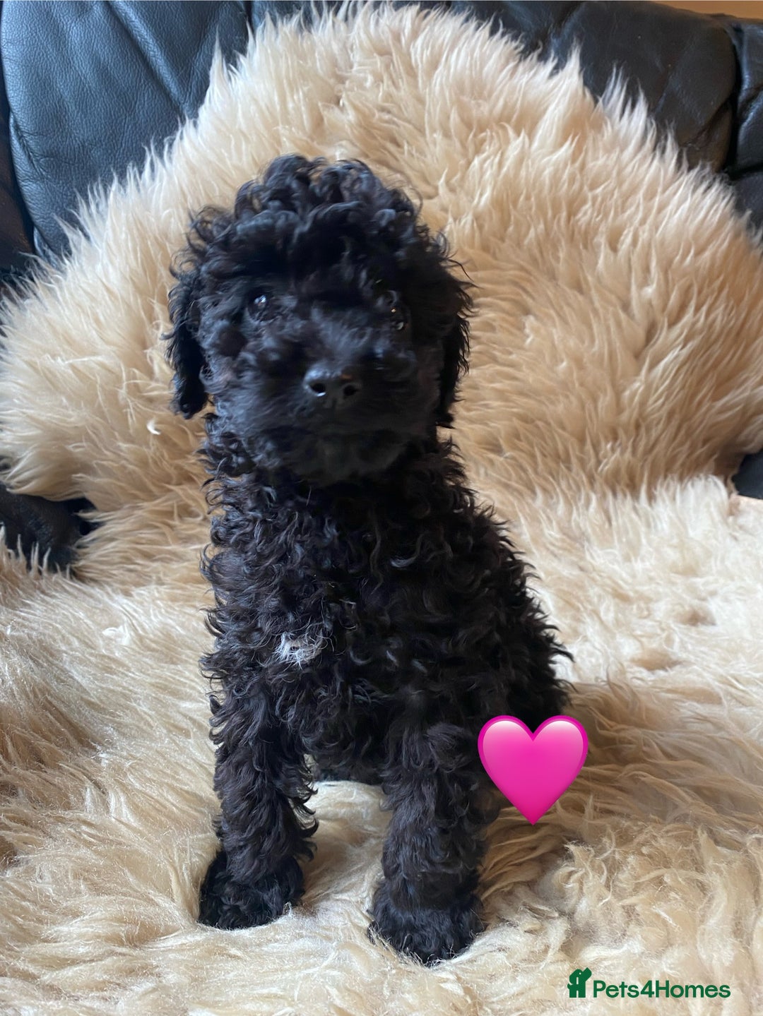 Miniature Poodle dogs for sale: Last little girl miniture poodle,ready now. - Image 11
