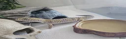Leopard Gecko reptiles for sale: Leopard gecko and full enclosure - Advert 4