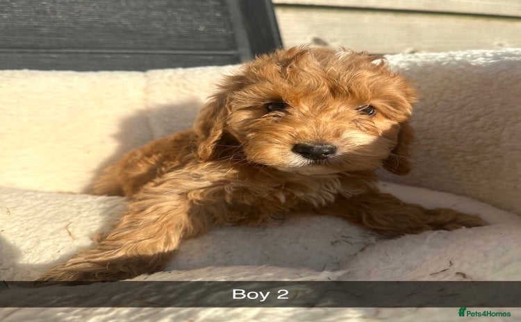 Cockapoo dogs - Advert 1