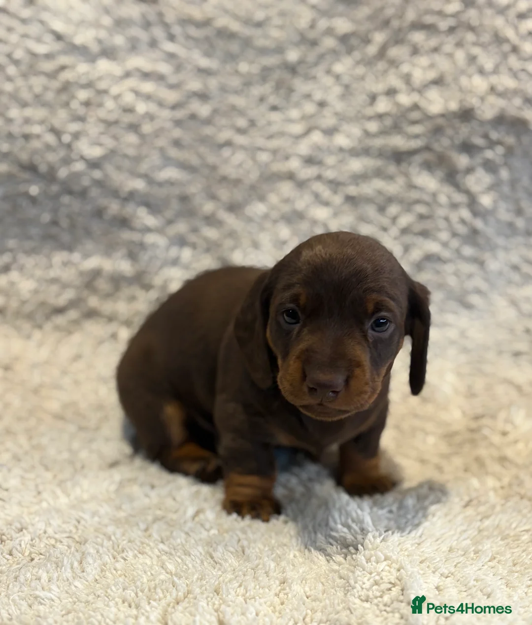 Miniature Dachshund dogs for sale: Beautiful miniature Dauchunds  - Advert 9
