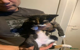 Mixed Breed cats for sale: CUTE KITTEN READY FOR A NEW HOME - Image 2