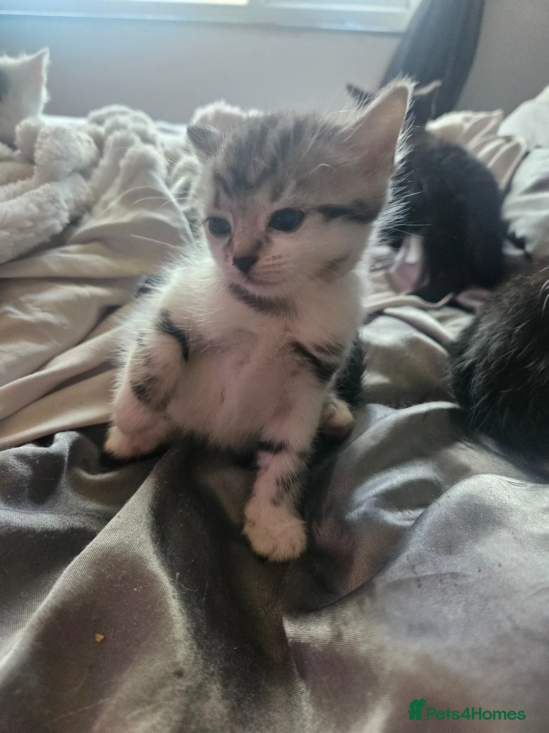 Mixed Breed cats for sale: Kittens  - Advert 6