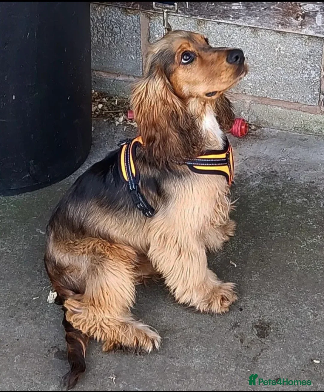 Cocker Spaniel dogs for stud: stunning sable cocker spaniel stud in Ormskirk - Advert 5