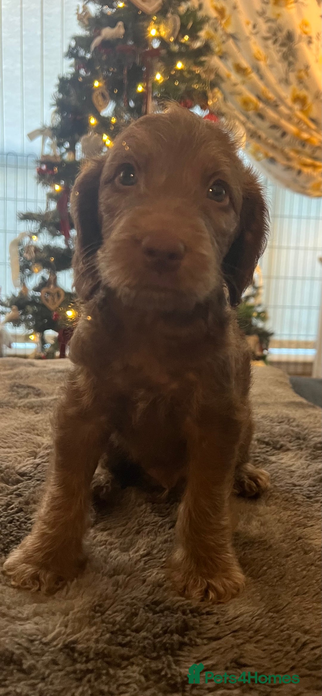 Cockapoo dogs for sale: Cockapoo puppies  - Advert 10