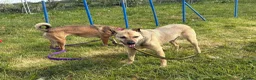 Mixed Breed dogs for adoption: Gabriel - Norwich Norfolk  - Advert 12