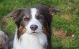 Border Collie dogs for stud: Health tested Blue Tricolour Border Collie Stud  - Image 2