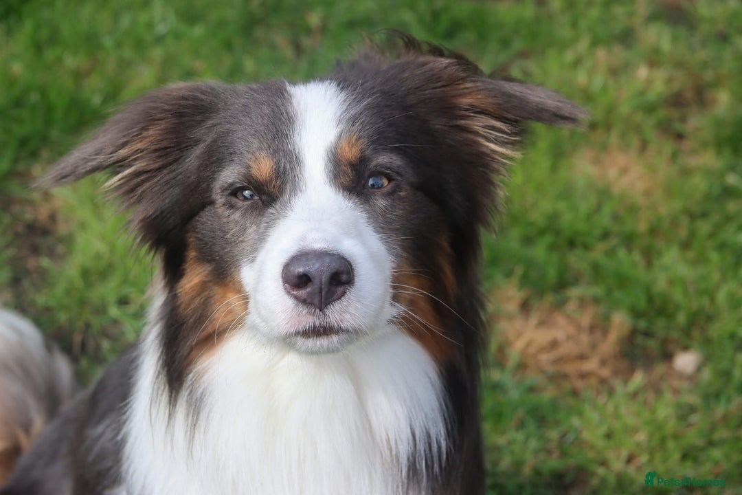 Border Collie dogs for stud: Health tested Blue Tricolour Border Collie Stud  - Image 2