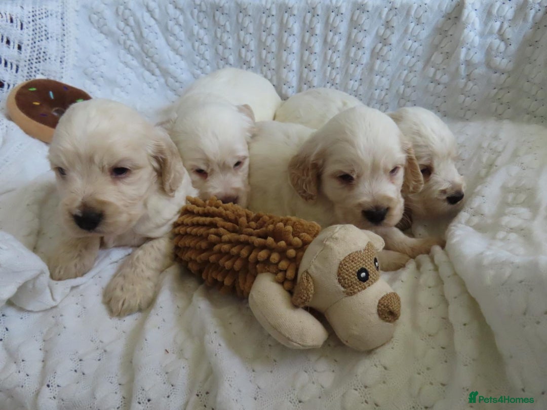 Cocker Spaniel dogs for sale: ❤️‍🔥❤️‍🔥💥Show Type Cocker Spaniel Puppies - Advert 5