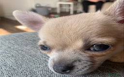 Chihuahua dogs for sale: Tiny chihuahua boy - Image 6