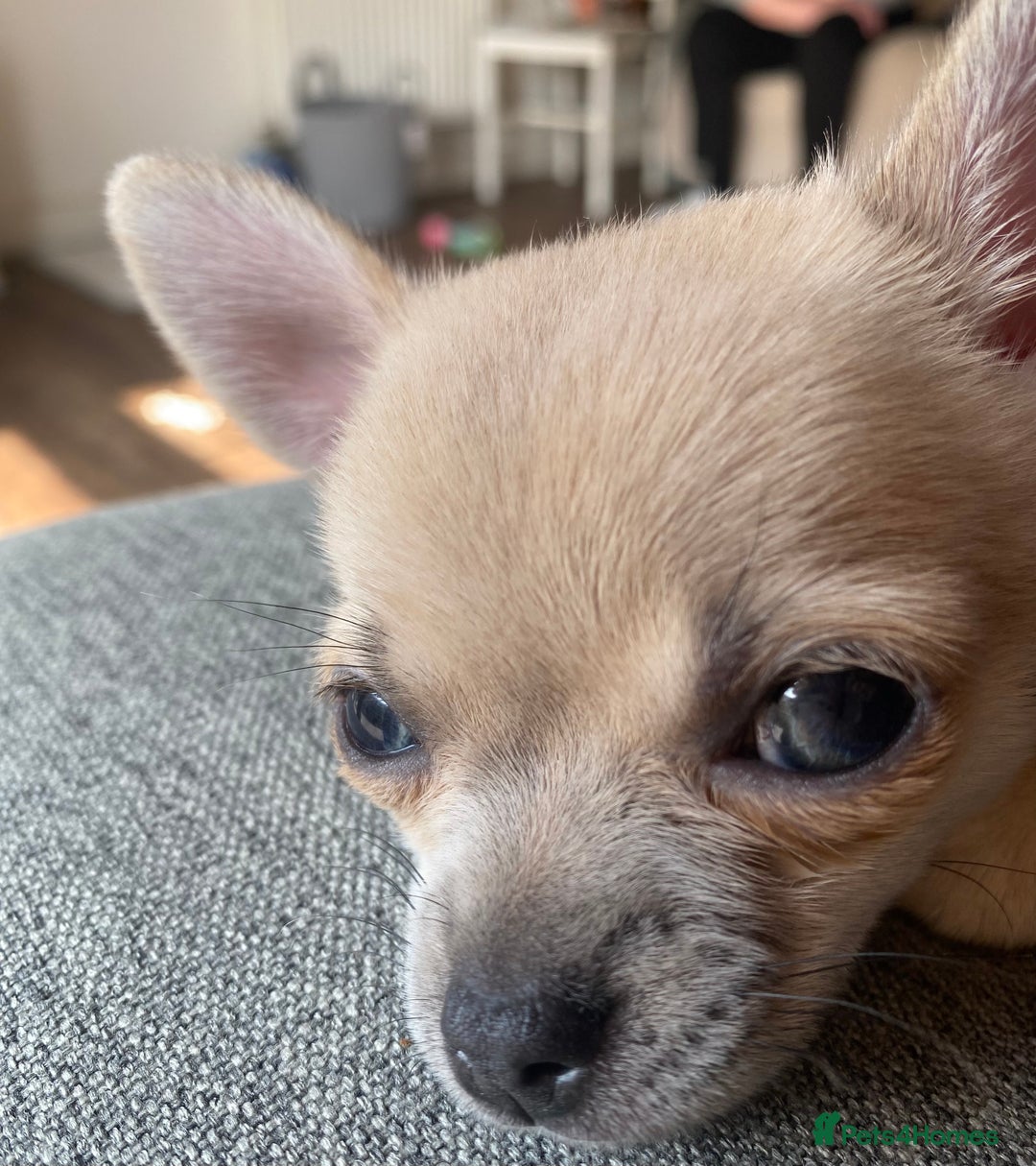 Chihuahua dogs for sale: Tiny chihuahua boy - Image 6