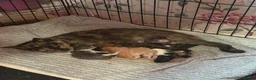 Mixed Breed cats for sale: Beautiful kittens - Advert 1