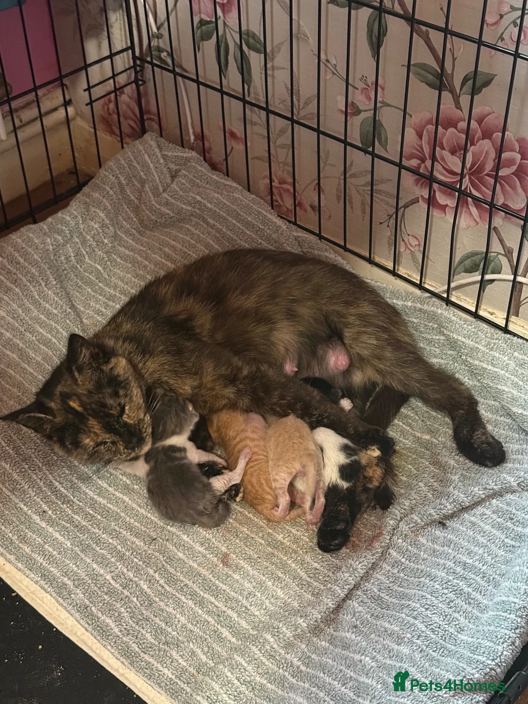 Mixed Breed cats for sale: Beautiful kittens - Advert 1