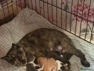 Mixed Breed cats Beautiful kittens - Advert 1